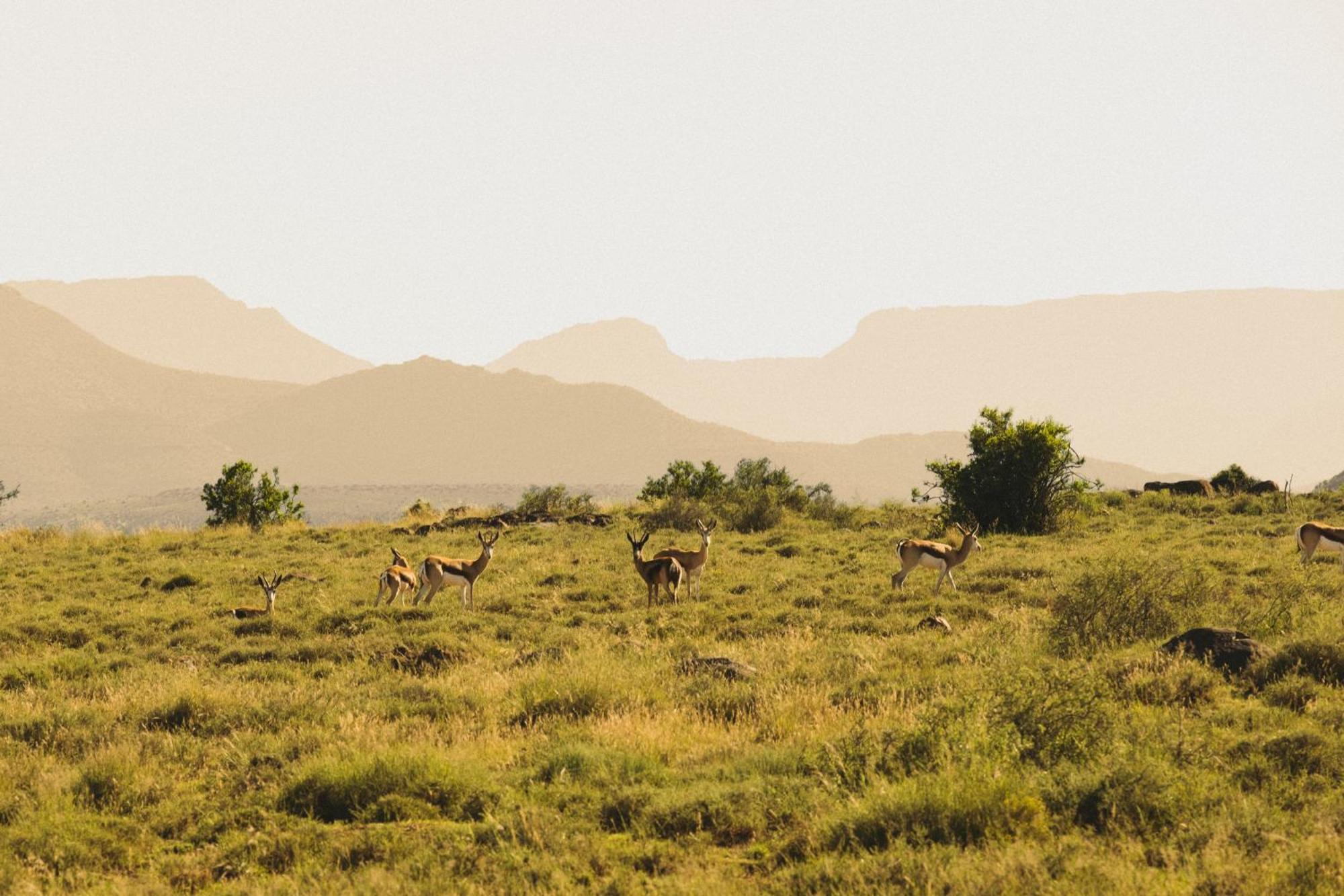 Buccara Wildlife Reserve Graaff-Reinet Buitenkant foto